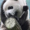 典清